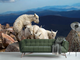 photo-wallpaper-baby-goats-at-play-x