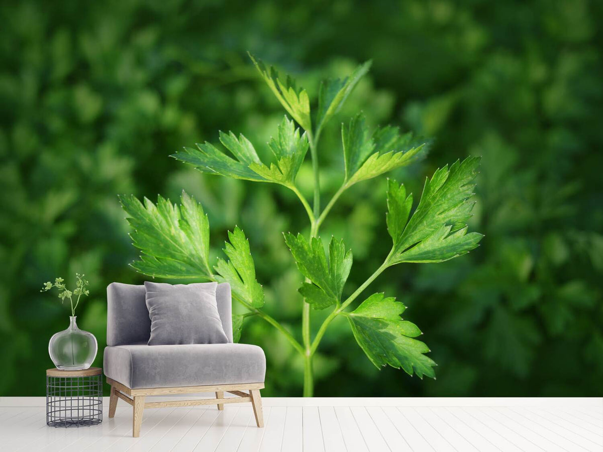 photo-wallpaper-fresh-parsley