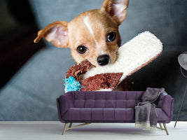 photo-wallpaper-obedient-chihuahua