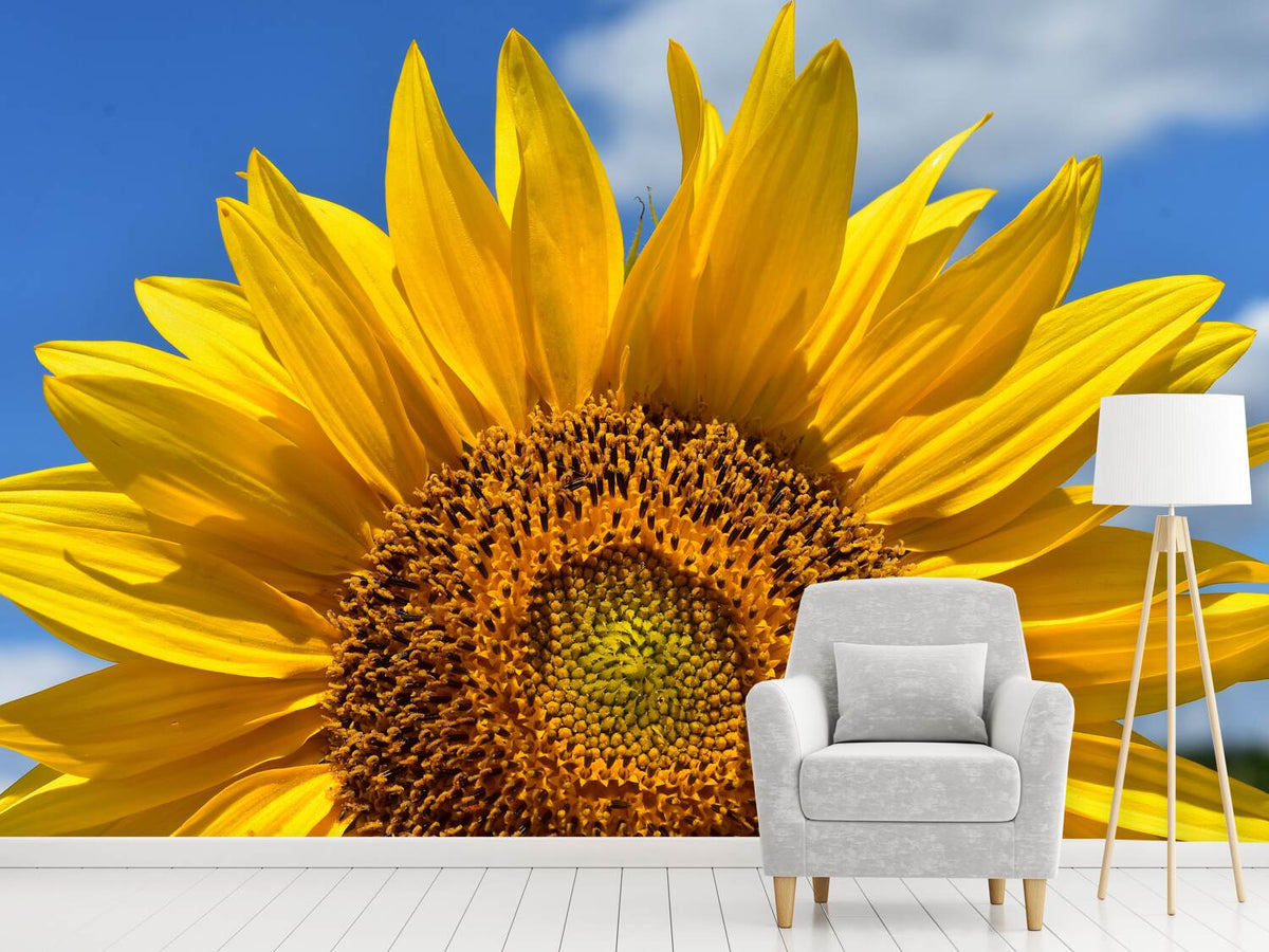 photo-wallpaper-sunflower-in-xxl