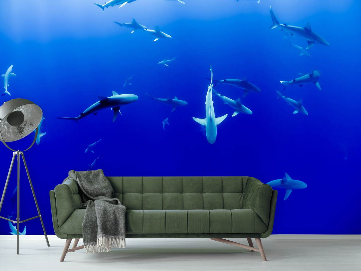 photo-wallpaper-in-the-shark-tank