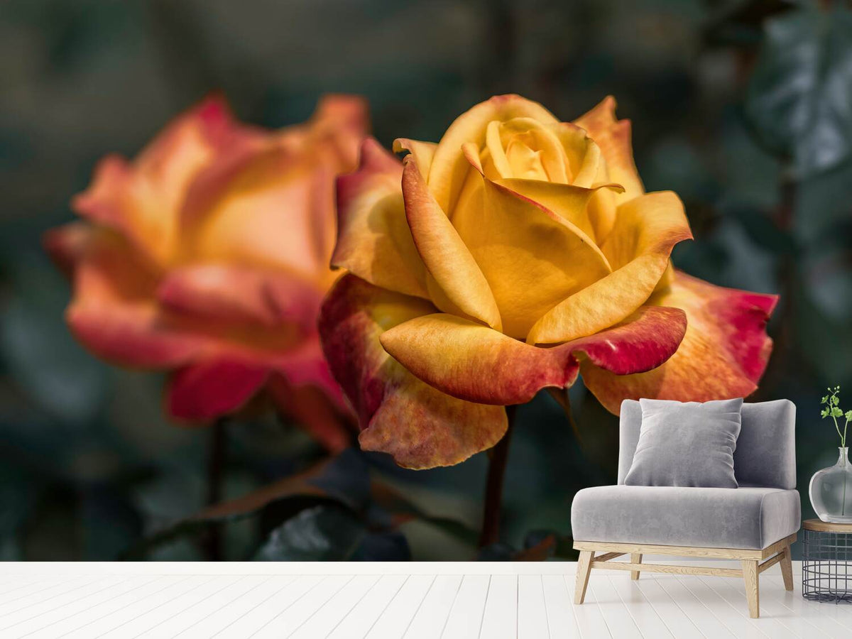 photo-wallpaper-the-rose-in-the-garden