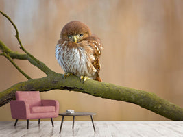 photo-wallpaper-ferruginous-pygmy-owl-x