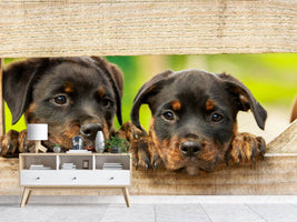 photo-wallpaper-2-rottweiler-puppies