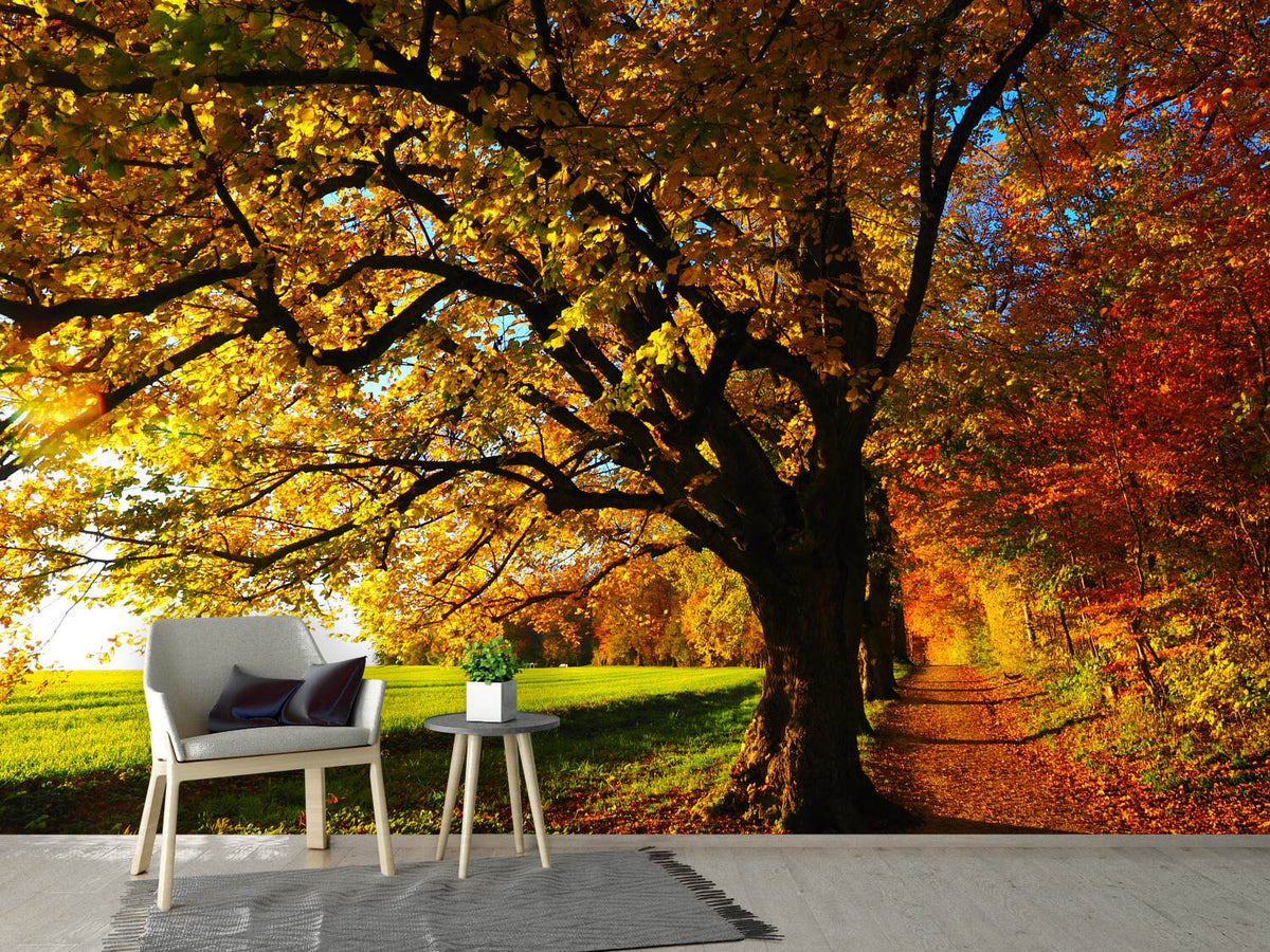 photo-wallpaper-trees-in-the-autumn