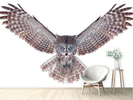 photo-wallpaper-power-great-grey-owl