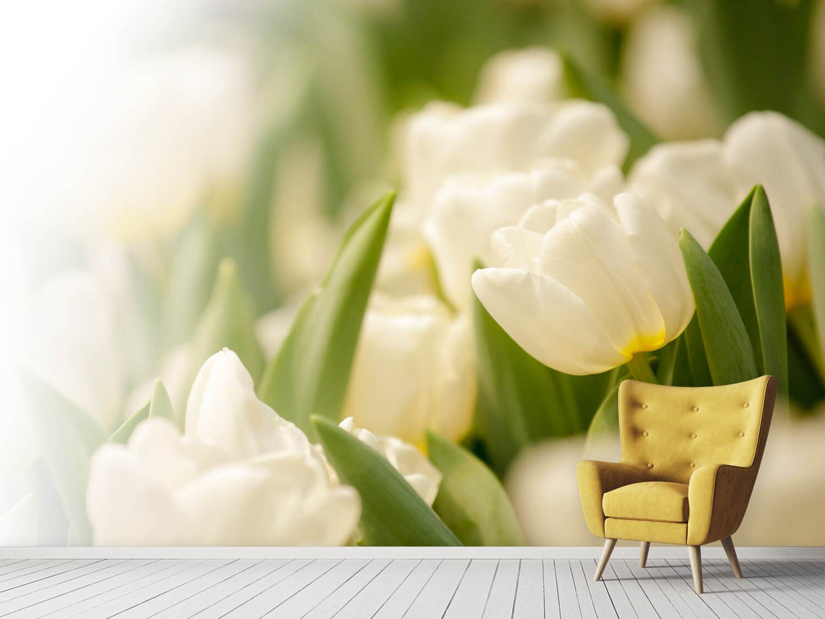 photo-wallpaper-tulips-perspective