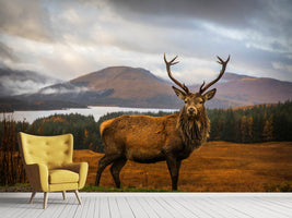 photo-wallpaper-scottish-stag