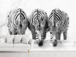 photo-wallpaper-zebras-xbj