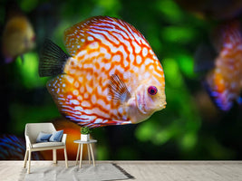 photo-wallpaper-the-discus-fish