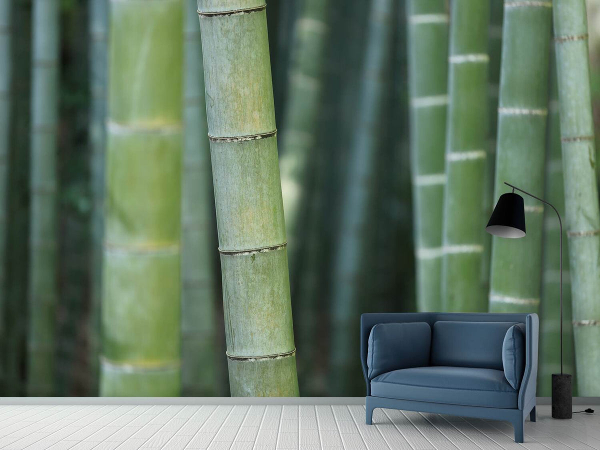 photo-wallpaper-bamboo-in-xxl