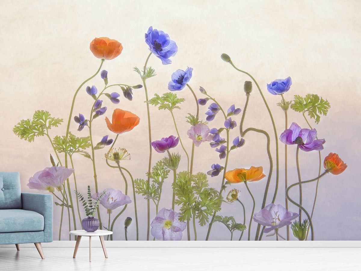 photo-wallpaper-poppy-a-anemone-x