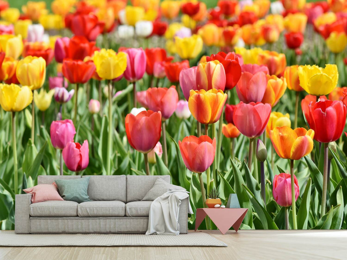 photo-wallpaper-a-colorful-tulip-field